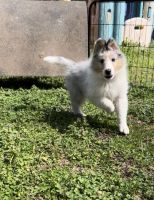 Rough Collie Puppies for sale in Bismarck, AR 71929, USA. price: $1,500
