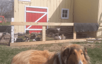 Rough Collie Puppies for sale in Tipton, Indiana. price: $350