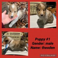 Rough Collie Puppies for sale in Hagerstown, Maryland. price: $2,000
