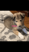 Rough Collie Puppies for sale in Iron Mountain, Michigan. price: $800
