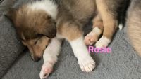 Rough Collie Puppies Photos