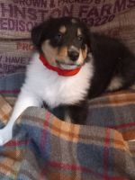 Rough Collie Puppies for sale in Tipton, Indiana. price: $300