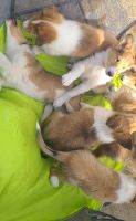 Rough Collie Puppies Photos
