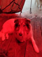 Rough Collie Puppies for sale in Windsor, OH 44099, USA. price: $2,500