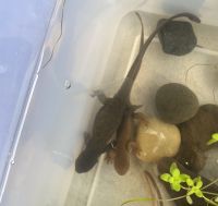 Rough-skinned newt Amphibians Photos