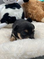 Russell Terrier Puppies for sale in Cornelia St, New York, NY 10014, USA. price: $340