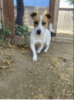 Russell Terrier Puppies for sale in Hayward, CA, USA. price: $3,000