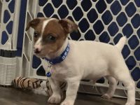 Russell Terrier Puppies for sale in Macclenny, FL 32063, USA. price: NA