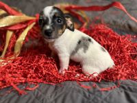 Russell Terrier Puppies Photos
