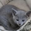 Russian Blue Cats for sale in Denver, CO 80202, USA. price: $700