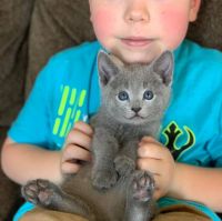 Russian Blue Cats for sale in Los Angeles, CA, USA. price: $850