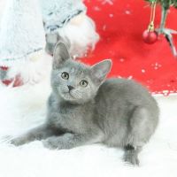 Russian Blue Cats for sale in NC-55, Durham, NC, USA. price: $400