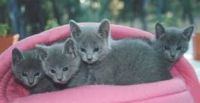 Russian Blue Cats for sale in S Carolina St, Avon Park, FL 33825, USA. price: $290