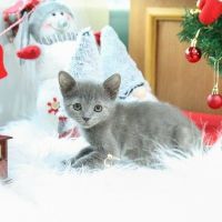 Russian Blue Cats for sale in SC-544, Myrtle Beach, SC, USA. price: $260