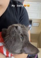 Russian Blue Cats for sale in 28829 N Nobel Rd, Phoenix, AZ 85085, USA. price: $1,500