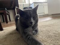 Russian Blue Cats for sale in Westminster, CA, USA. price: $800