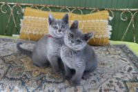 Russian Blue Cats Photos