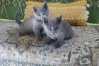 Russian Blue Cats Photos