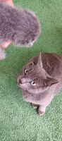 Russian Blue Cats for sale in Ft. Pierce, Florida. price: $500