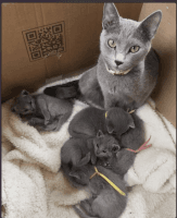 Russian Blue Cats for sale in Dumfries, Virginia. price: $1,400