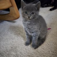 Russian Blue Cats for sale in Los Angeles, California. price: $500