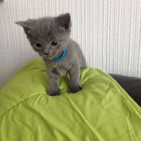 Russian Blue Cats for sale in Brooklyn, NY, USA. price: $250