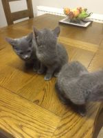 Russian Blue Cats for sale in Bronx, NY, USA. price: NA