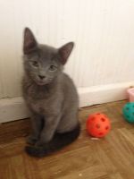 Russian Blue Cats for sale in Bronxdale Ave, Bronx, NY 10462, USA. price: $400