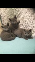 Russian Blue Cats for sale in Bronxdale Ave, Bronx, NY 10462, USA. price: $400