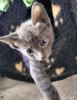 Russian Blue Cats for sale in Los Angeles, CA, USA. price: $388