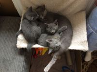 Russian Blue Cats for sale in Bronx, NY 10462, USA. price: $450