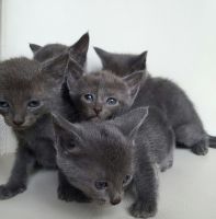 Russian Blue Cats for sale in Huntsville, TX, USA. price: $180