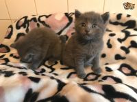Russian Blue Cats for sale in Austin, TX, USA. price: $320