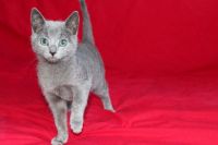 Russian Blue Cats for sale in Columbus, OH 43215, USA. price: $400