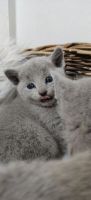 Russian Blue Cats for sale in Minneapolis, MN, USA. price: $500