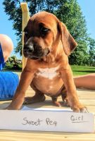 Russian Hound Puppies for sale in Walhonding, OH 43843, USA. price: $600