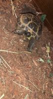 Russian Tortoise Reptiles for sale in Indianapolis, IN, USA. price: $150