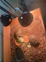 Russian Tortoise Reptiles for sale in Irving, TX, USA. price: $200