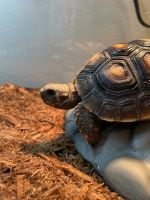 Russian Tortoise Reptiles for sale in Westminster, CO, USA. price: $250