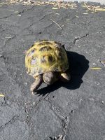 Russian Tortoise Reptiles Photos