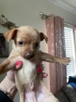 Russian Toy Terrier Puppies for sale in San Antonio, TX, USA. price: $125