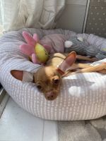 Russian Toy Terrier Puppies for sale in Urbana, Illinois. price: $3,200