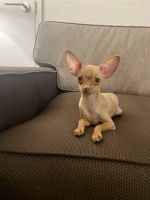 Russian Toy Terrier Puppies Photos