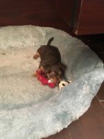 Russian Toy Terrier Puppies for sale in San Antonio, TX, USA. price: $175