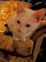 Russian White Cats for sale in Richfield, NC, USA. price: $400