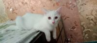 Russian White Cats Photos