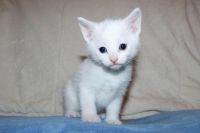Russian White Cats Photos
