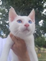 Russian White Cats for sale in Reno, NV, USA. price: $500