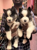 Sakhalin Husky Puppies for sale in Bengaluru, Karnataka 560076, India. price: 28,000 INR