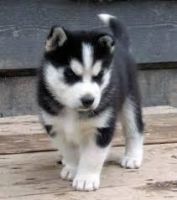 Sakhalin Husky Puppies for sale in San Antonio, TX, USA. price: $300